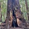 A woman standing inside of a tall tree trunk