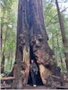 A woman standing inside of a tall tree trunk
