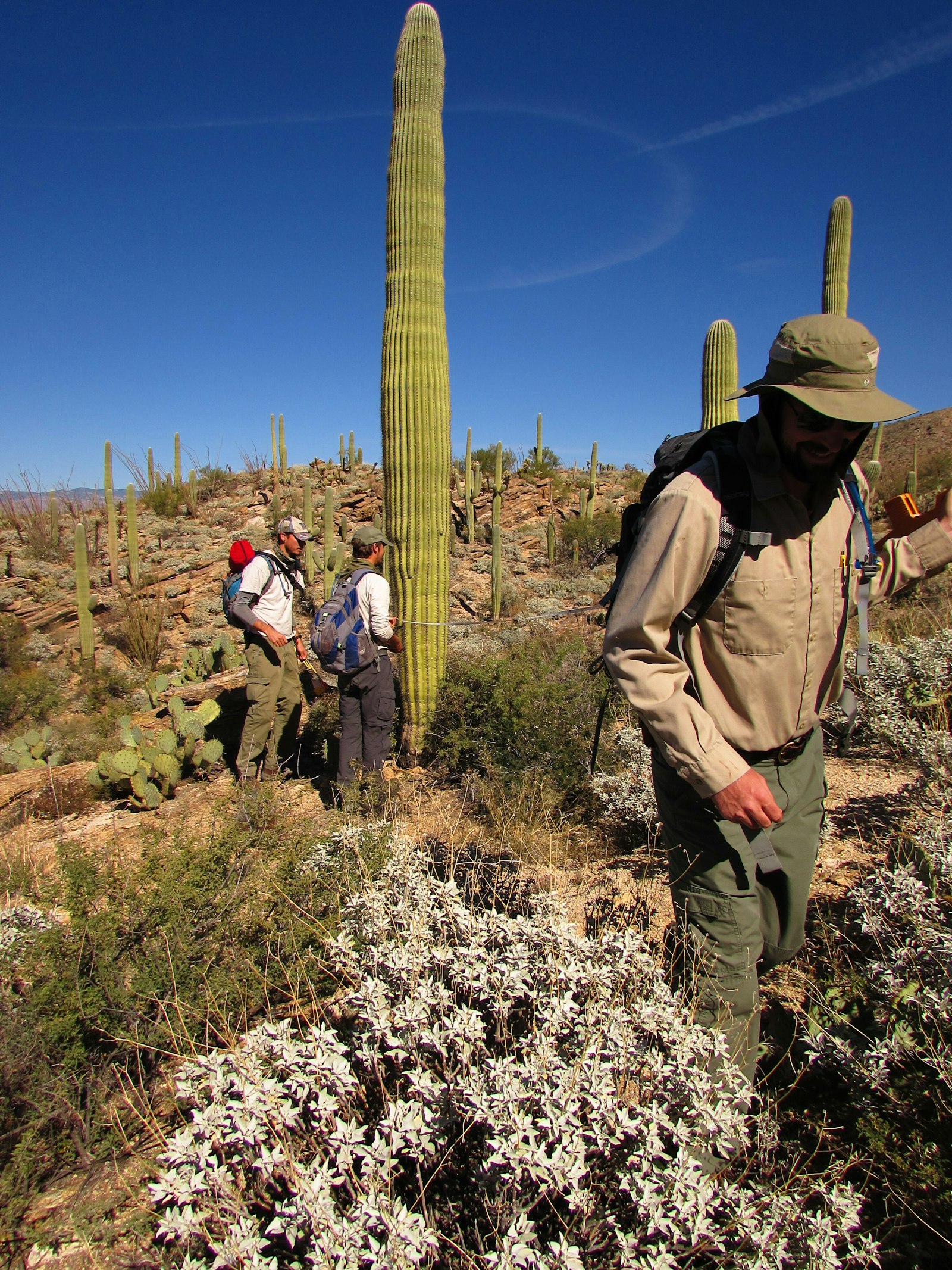 A group of people in a desert surveying cacti