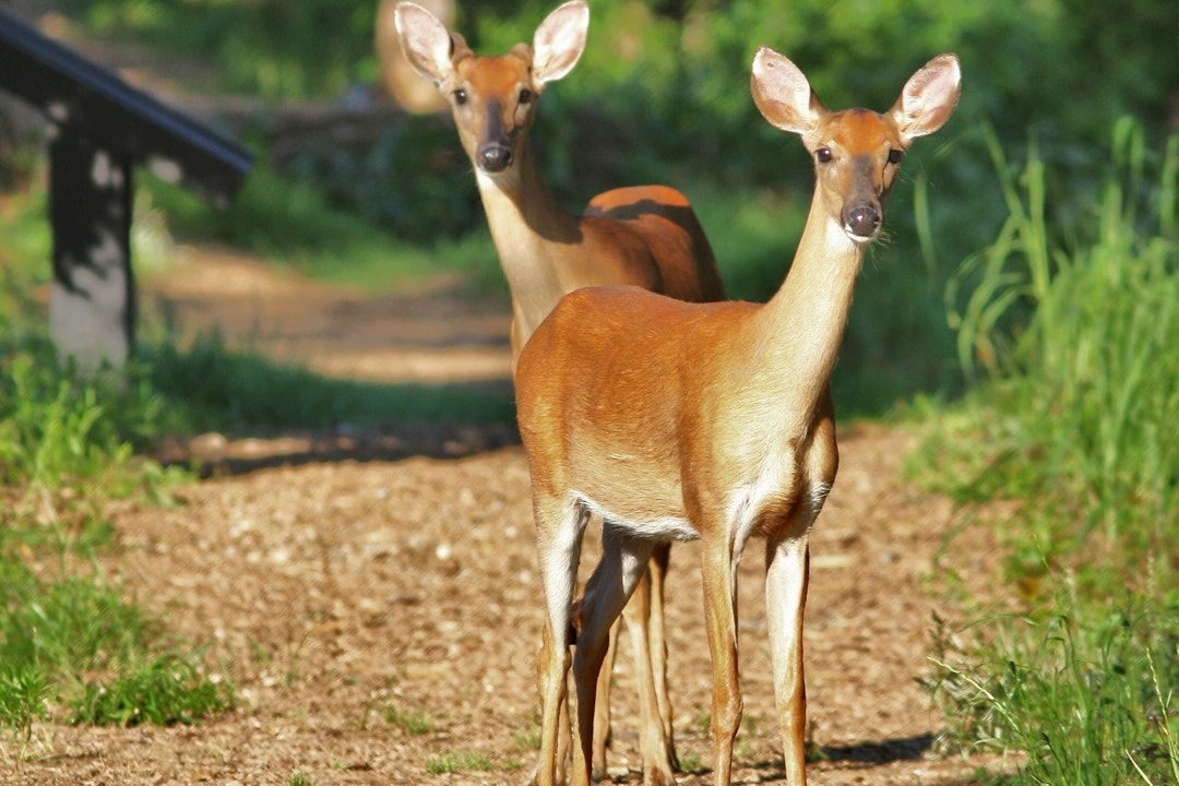 Twin fawns stand along a dirt path and look at the camera