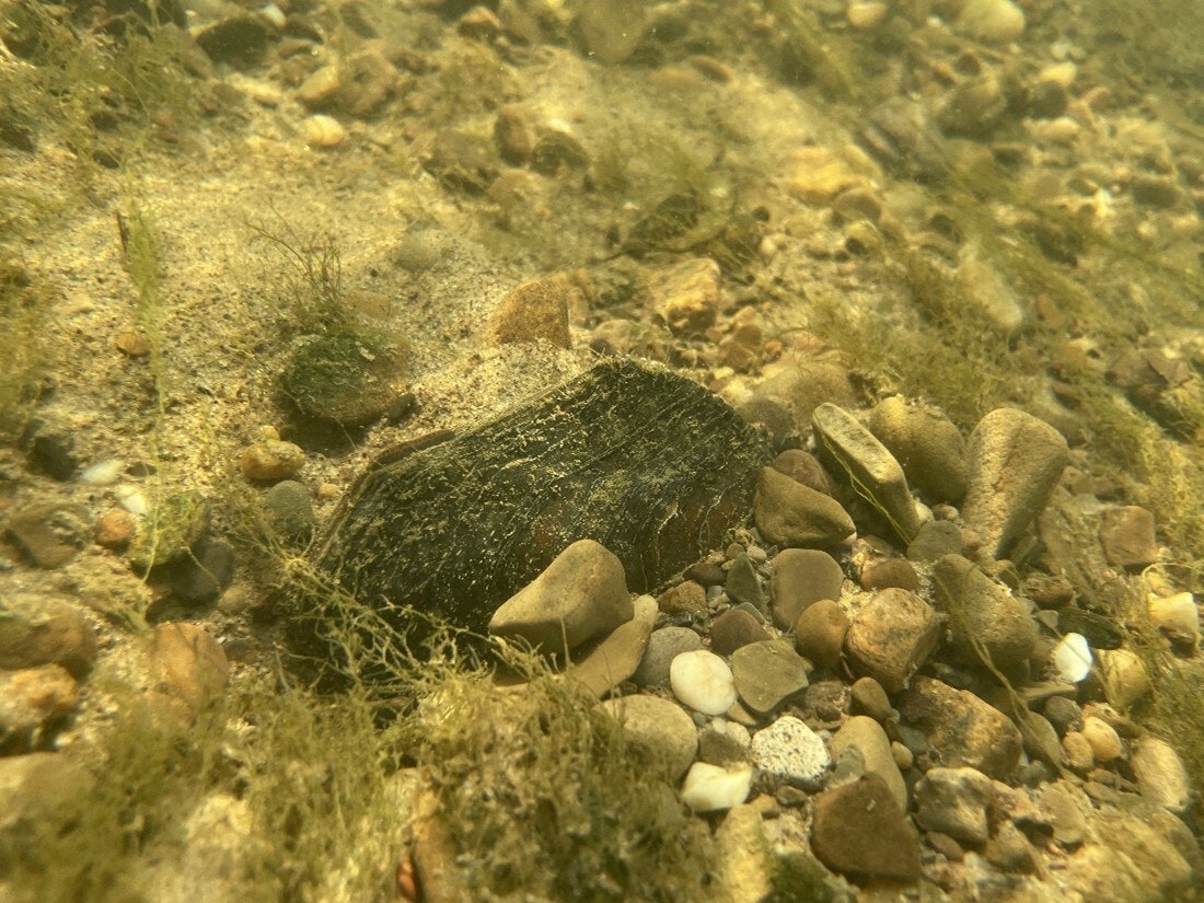 A mussel on the bottom of a river.