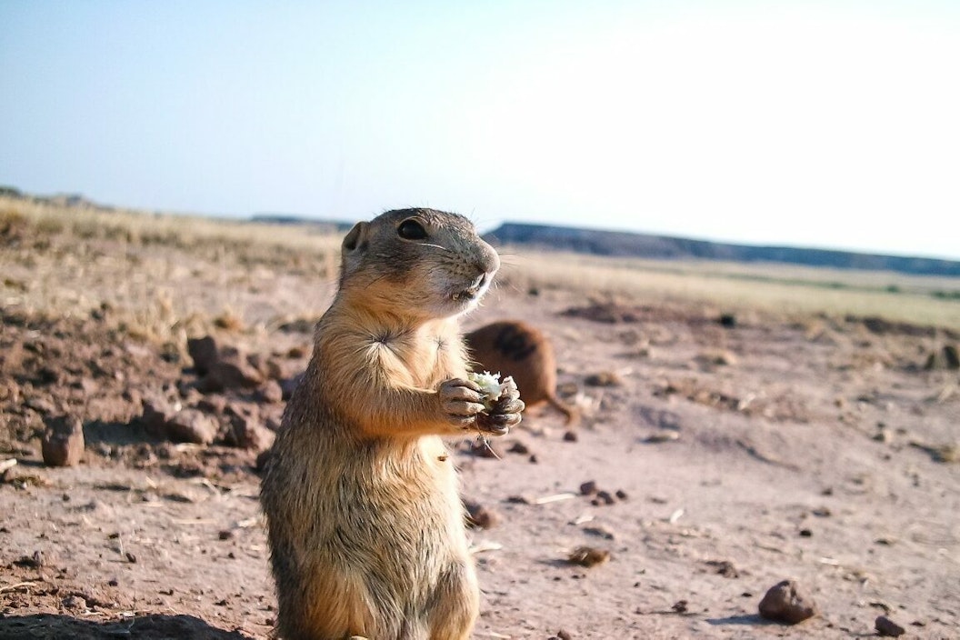 A prairie dog holds a small snack