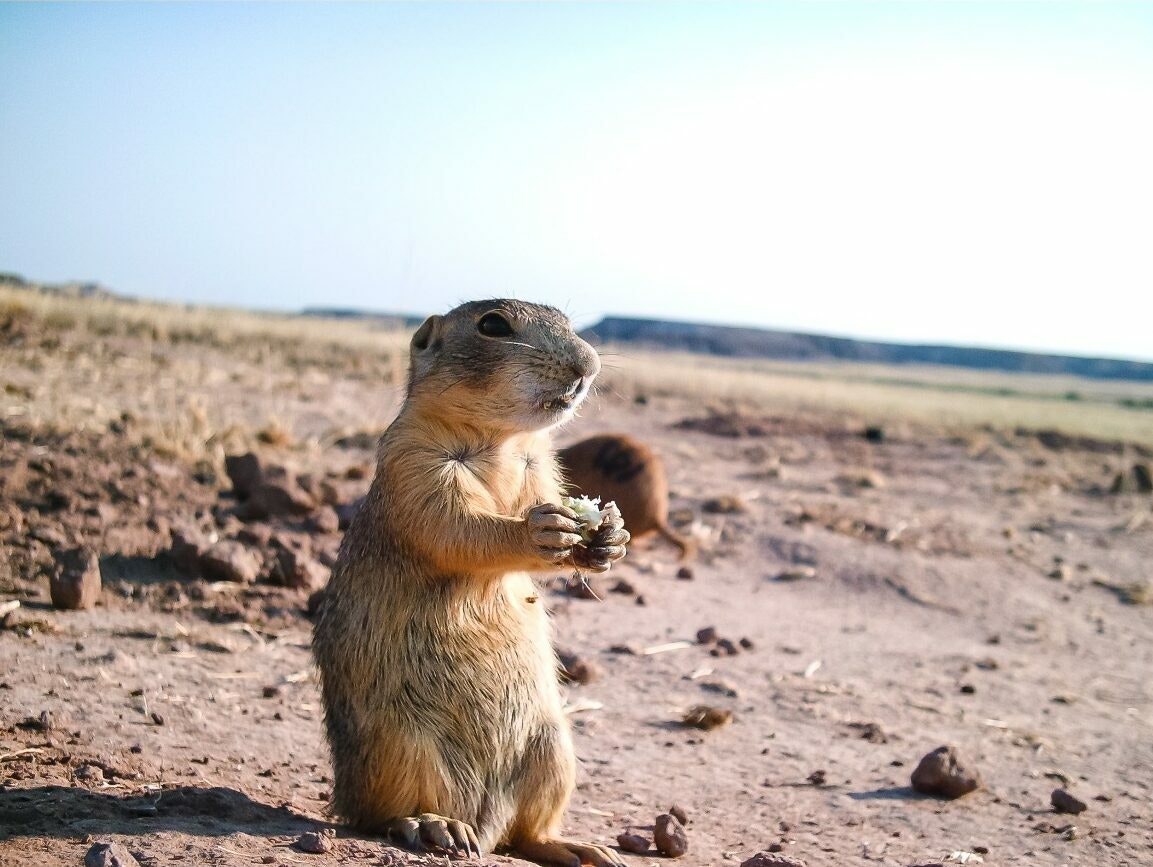 A prairie dog holds a small snack