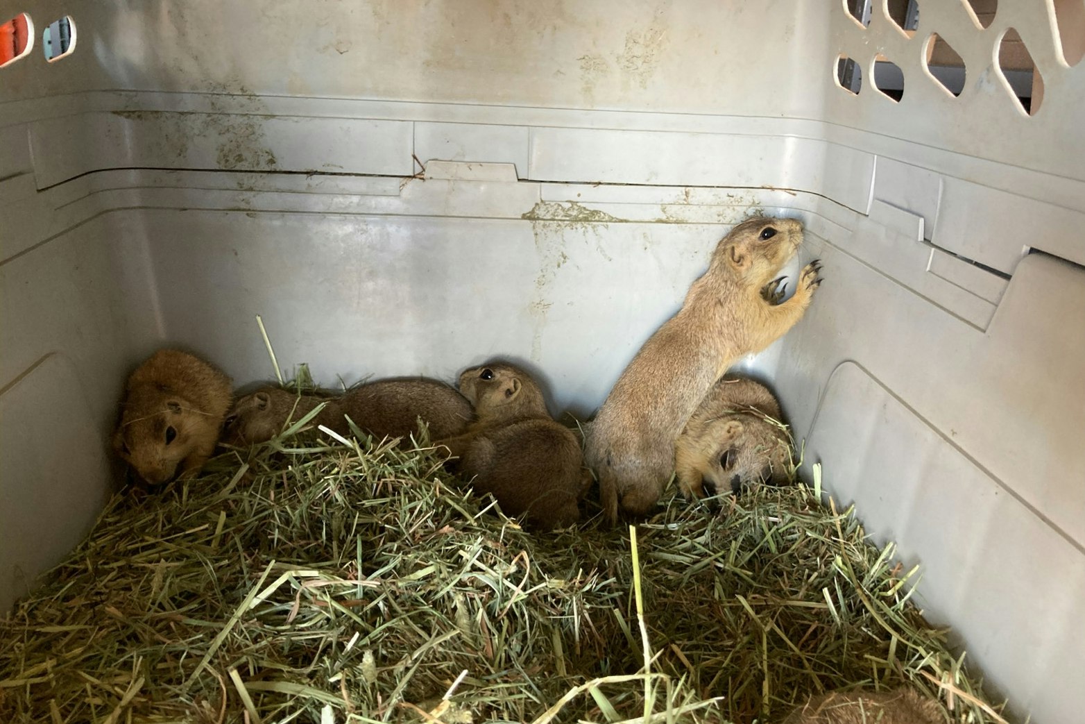 In a plastic animal carrier, a dozen prairie dogs nestle among hay