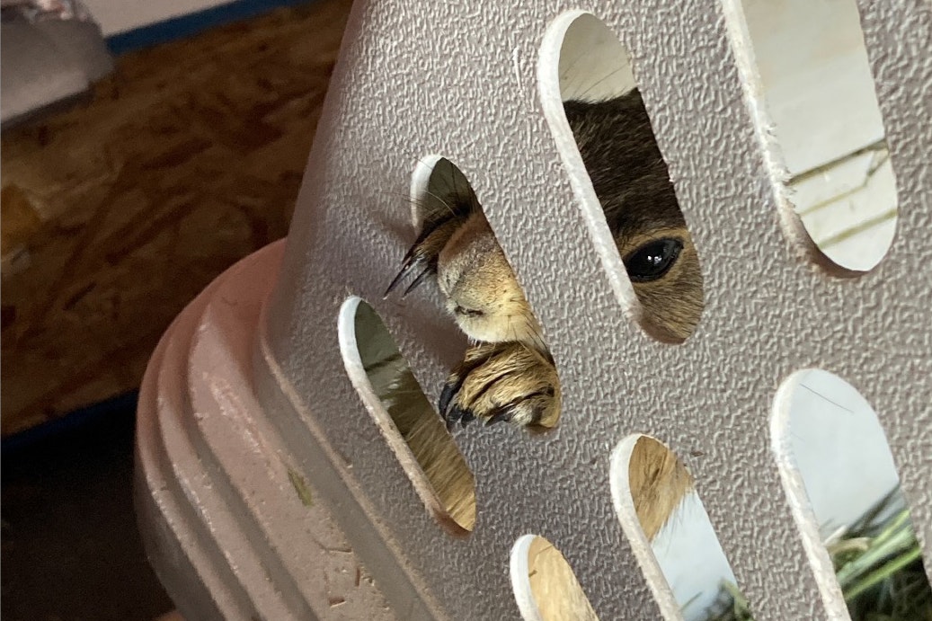 A small prairie dog head peeks out a plastic carrier