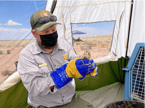 A park ranger, in uniform and wearing a face mask, holds up a small prairie dog