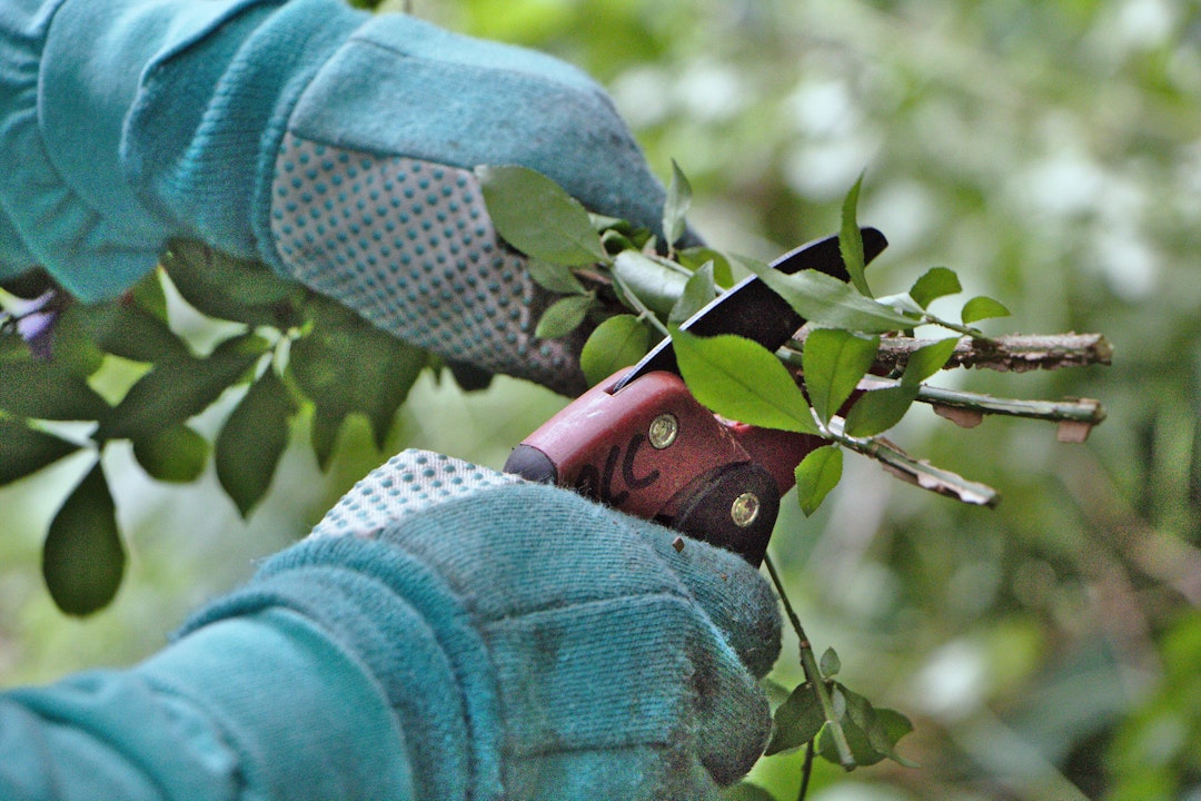 Close up of a person, wearing gloves, using pruning sheers to cut a twig