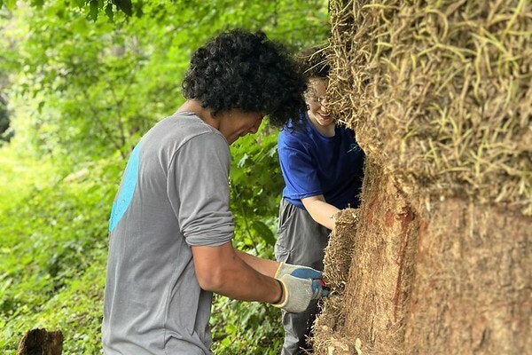 Two people, wearing garden gloves, apply a mossy-looking plant to a large tree trunk.