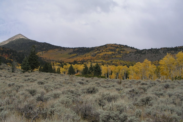 A vast landscape of sagebrush leading to mountains in the distance