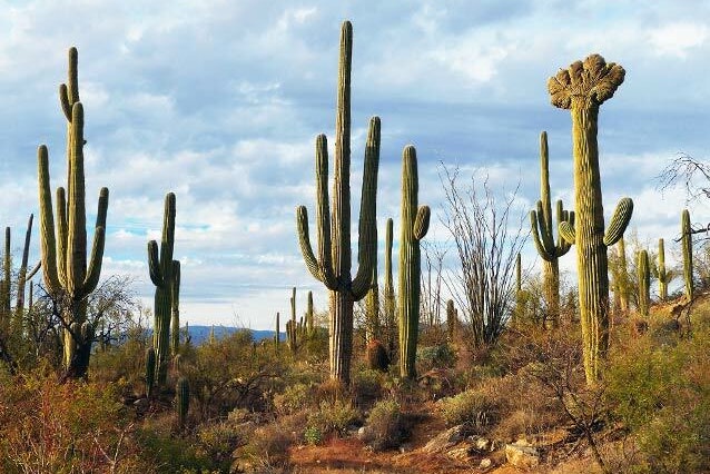 A field of saguaro cacti