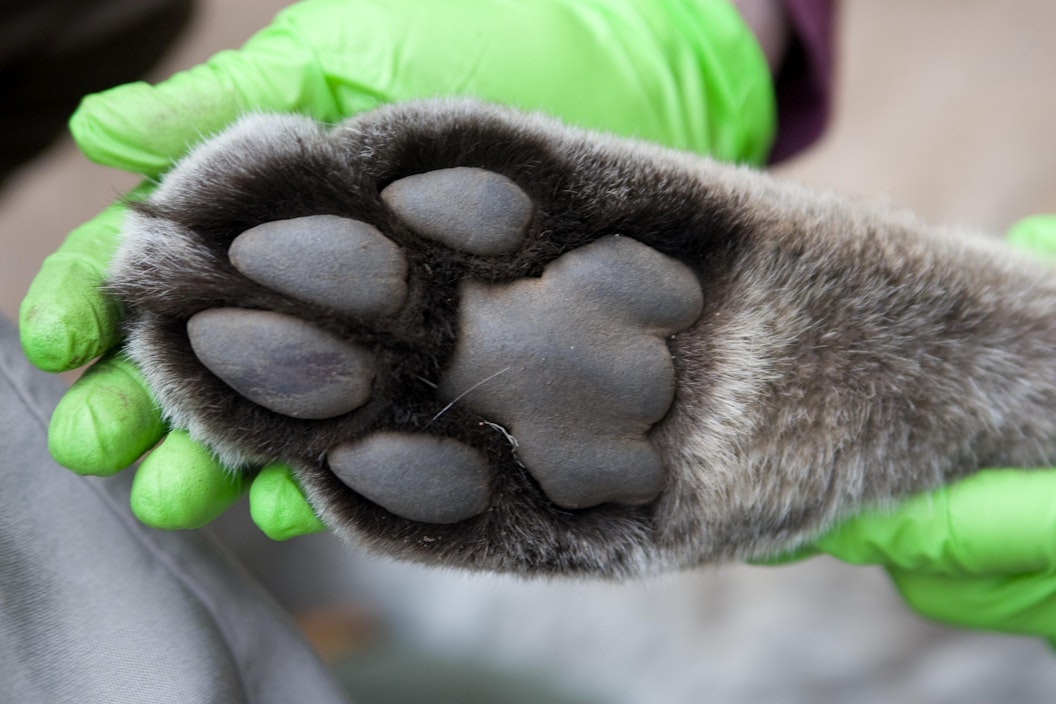 A person wearing green surgical gloves holds up a mountain lion's paw