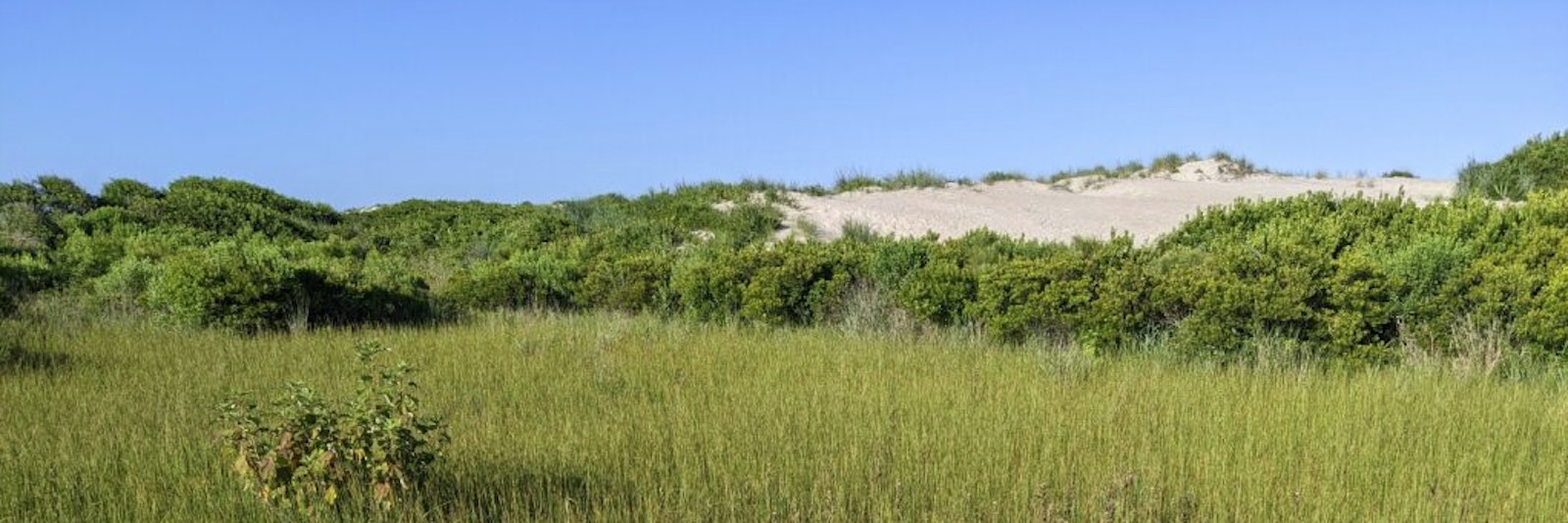 View of an interdunal swale at Assateague Island, showcasing a shallow, wetland area nestled between a sand dune. The swale is filled with shallow water and surrounded by tall grass with a sand dune rising in the background under a clear blue sky.