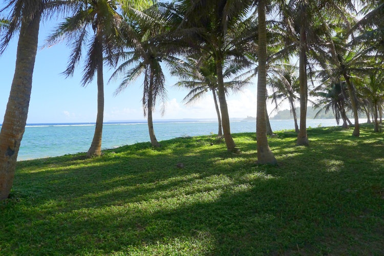Palm trees set against a bright blue ocean