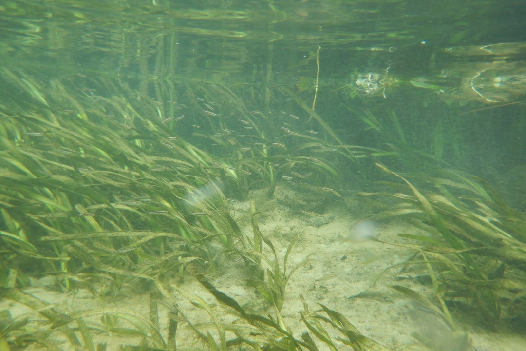Underwater image of river grasses