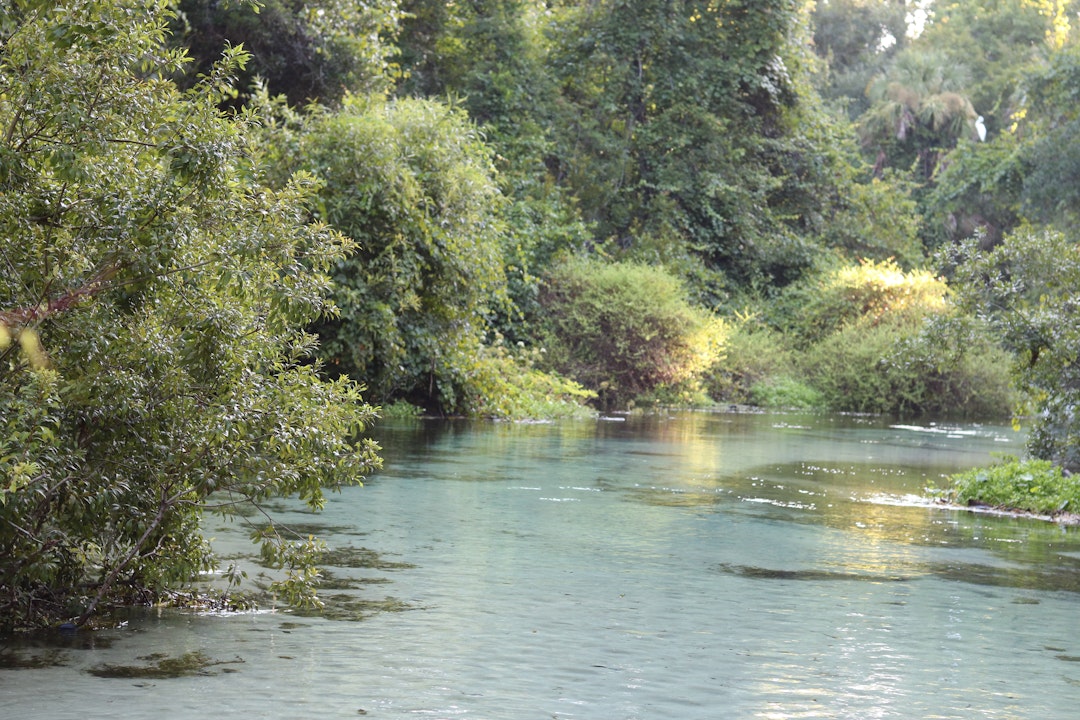 A clear river runs through vibrant green plants