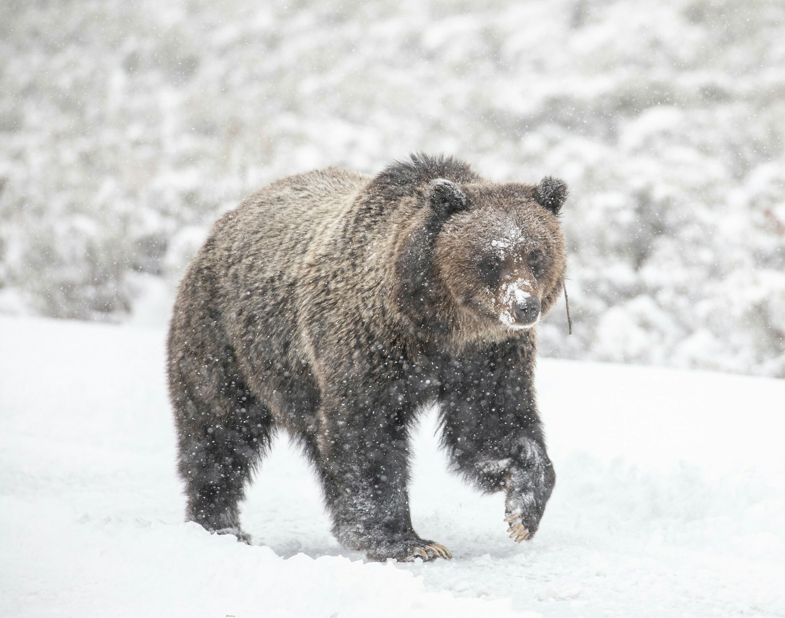 A large brown grizzly bear walks through a snow-draped landscape