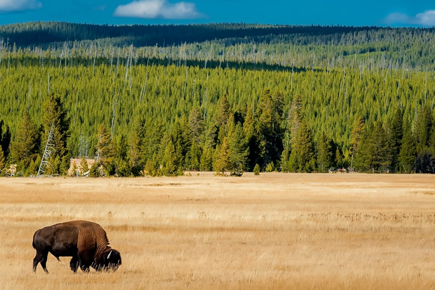 A singular bison grazes in a meadow surrounded by rolling landscapes of evergreen trees