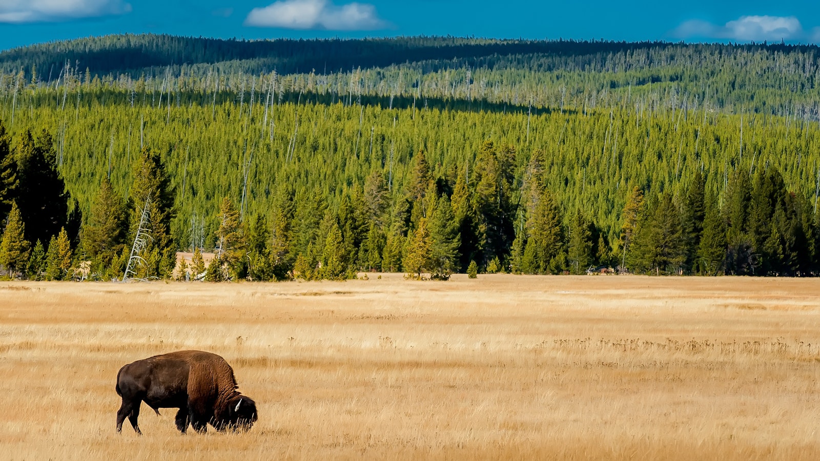 A singular bison grazes in a meadow surrounded by rolling landscapes of evergreen trees