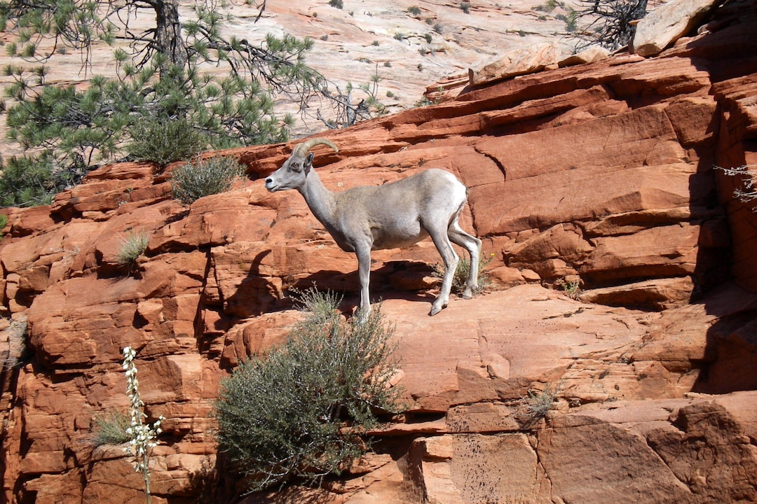 A bighorn sheep stands on steep red rock.