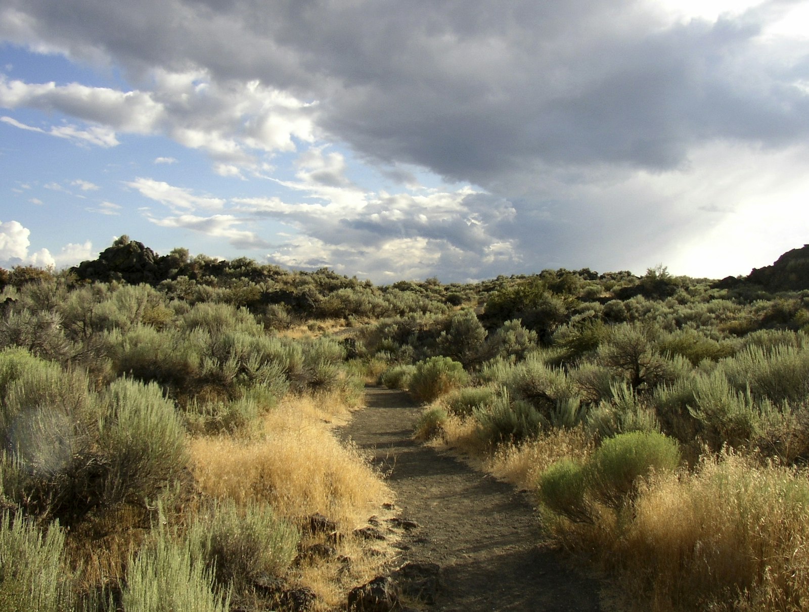 Cloudy skies over a tall grass field