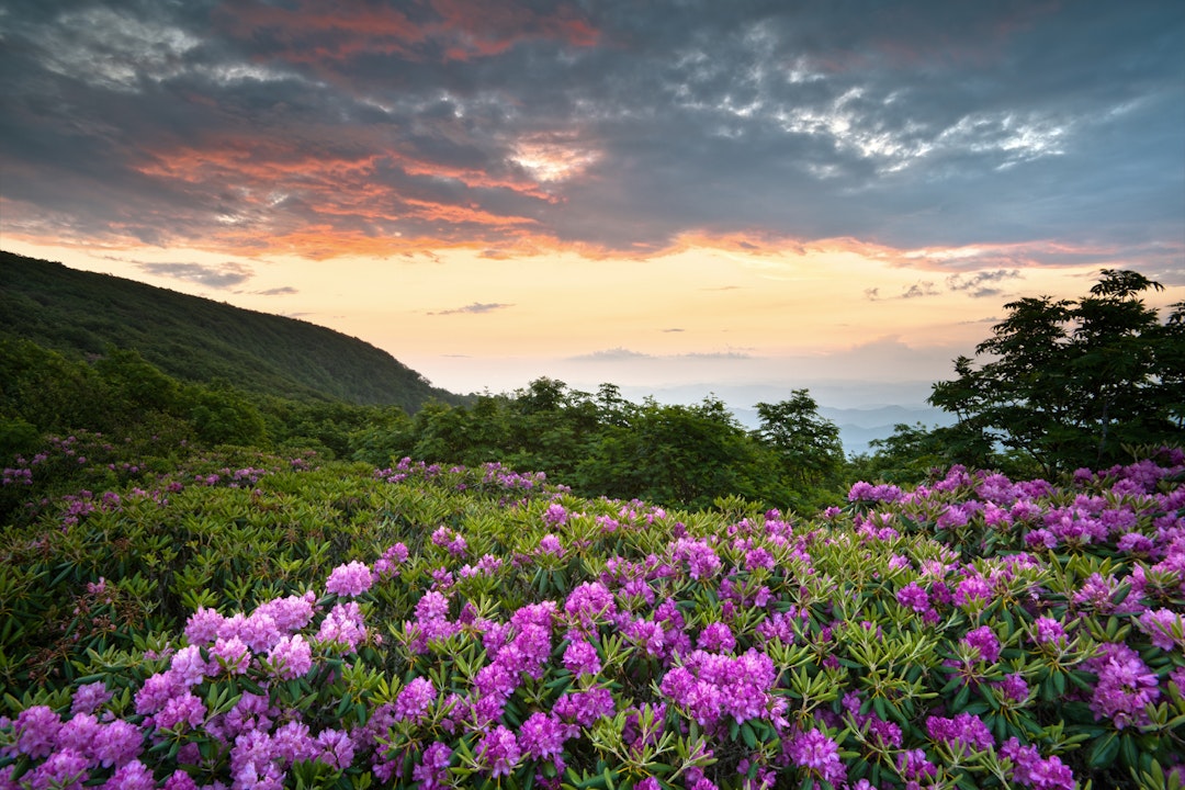 Blooming flowers amid a rolling landscape at sunset