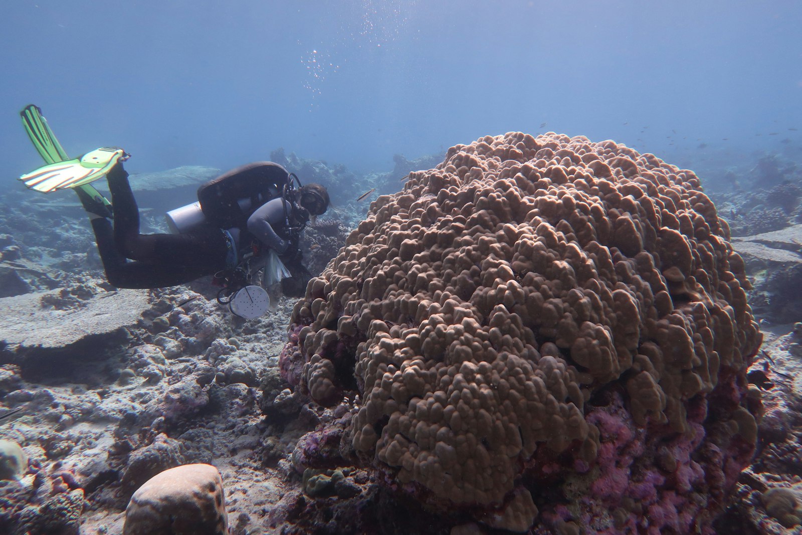 A scuba diver looks at coral reefs underwater