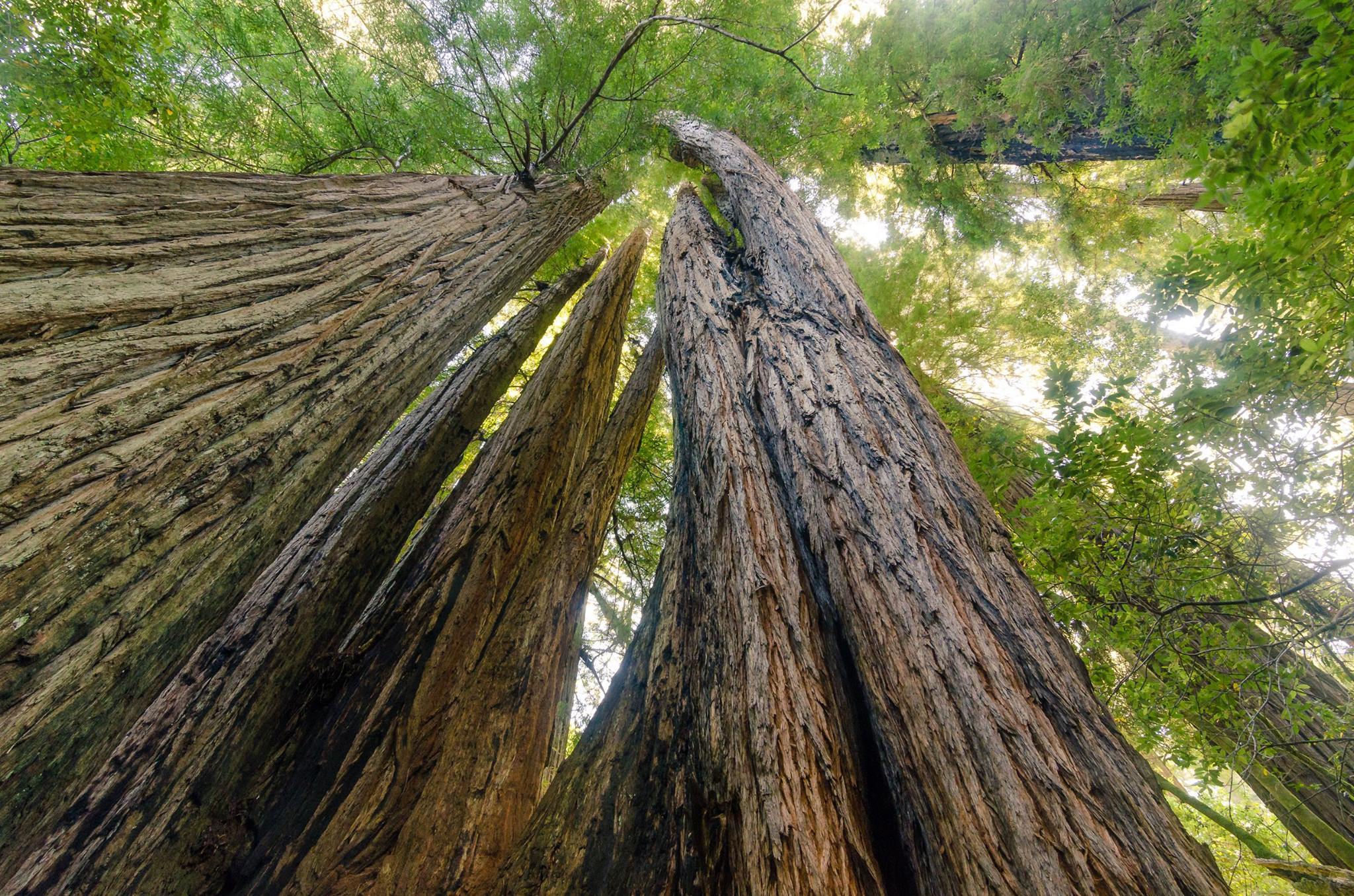 Redwood National And State Parks | National Park Foundation