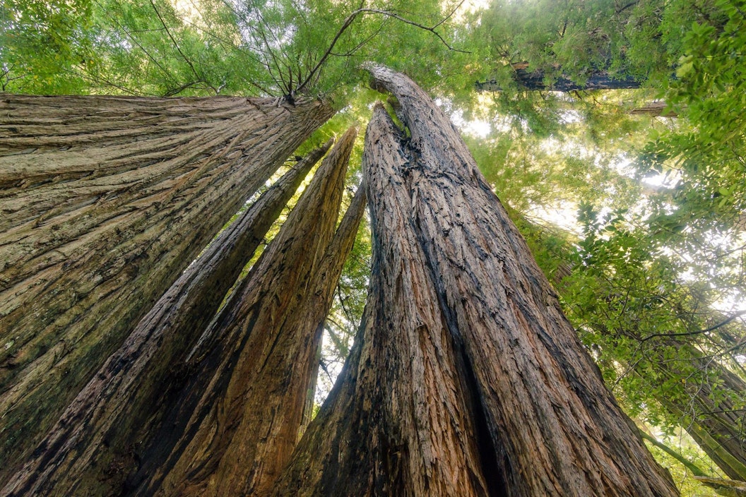 View from the forest floor of a towering redwood tree and canopy