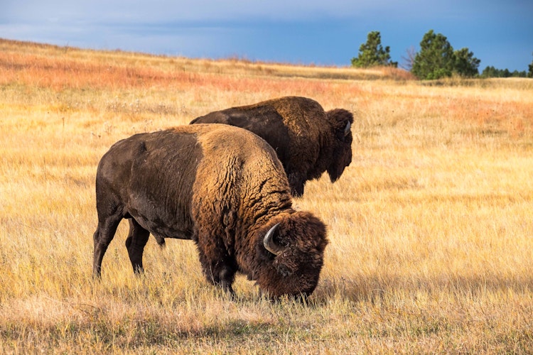 Two large bison graze in yellow-brown fields