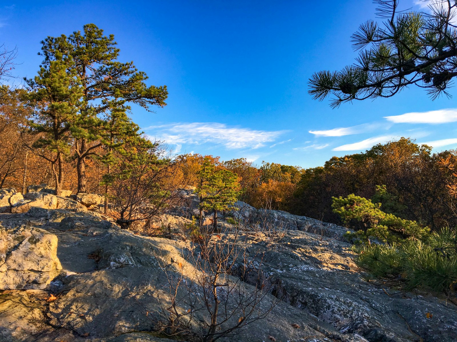 Rock outcrop with trees and shrubs growing in its crevices