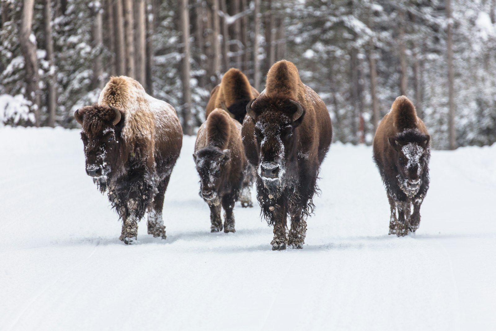 A small group of bison in the snow