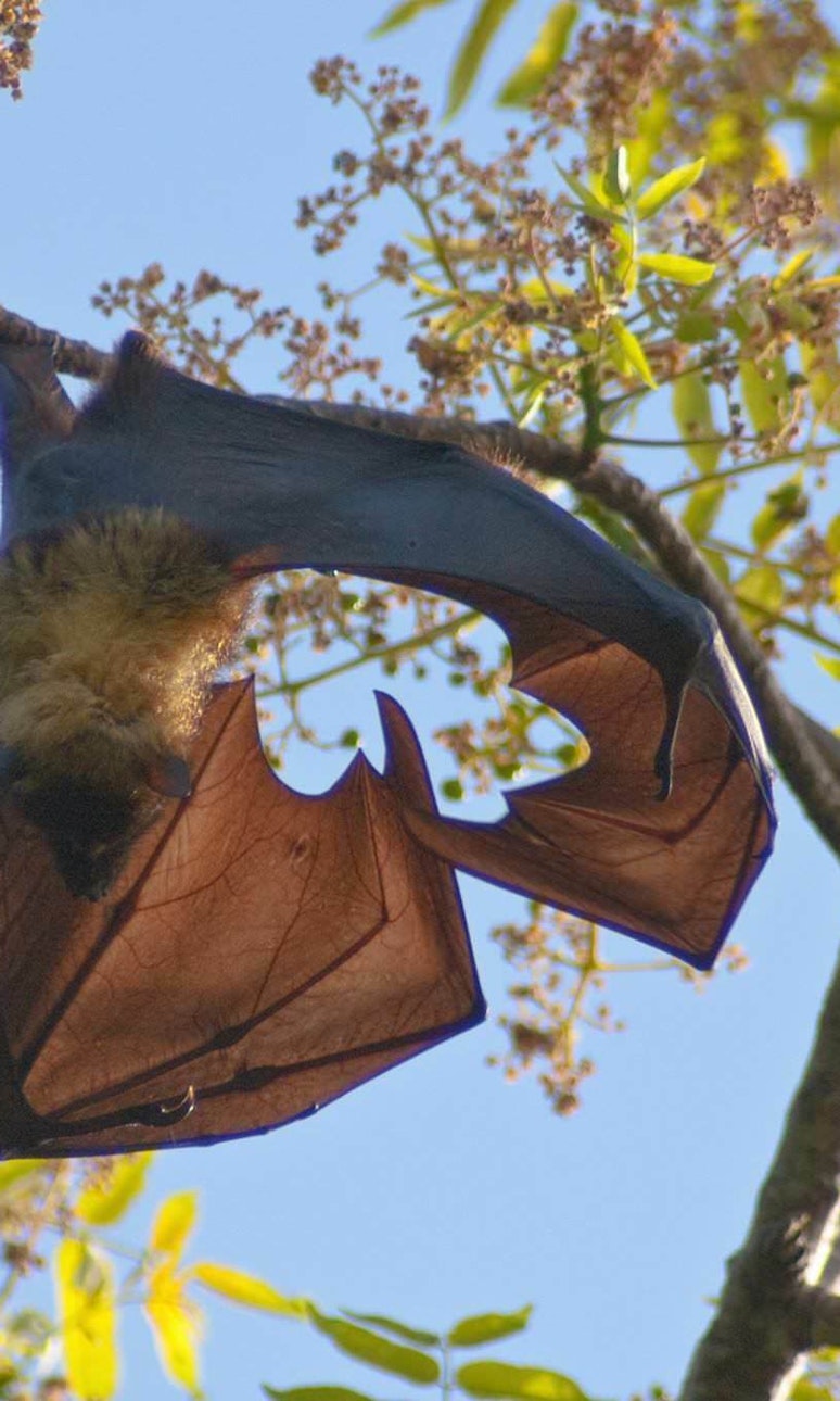 A fruit bat hanging from a branch