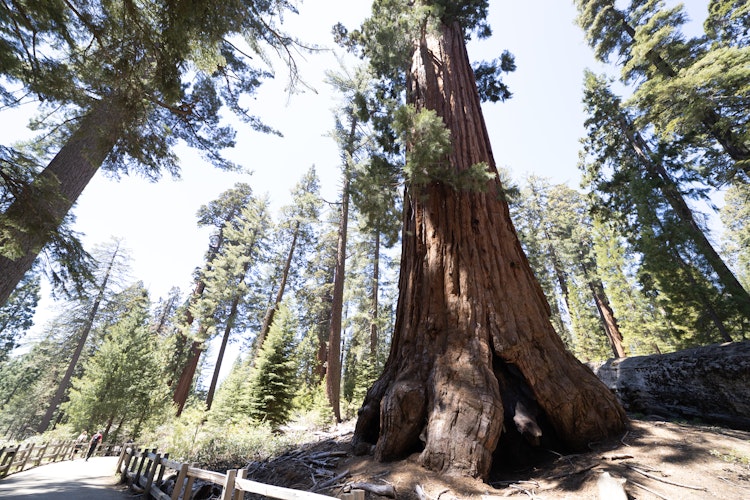 Large sequoia trees climb into the sky