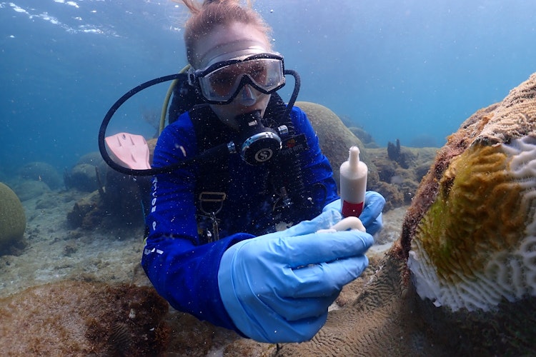 A scuba diver, underwater, holds out a tube of a white paste-like substance next to coral