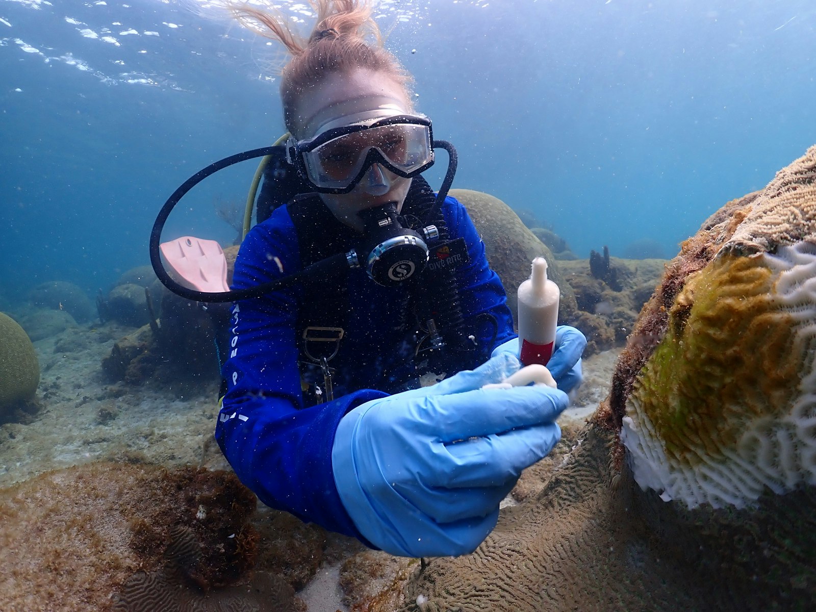 A scuba diver, underwater, holds out a tube of a white paste-like substance next to coral