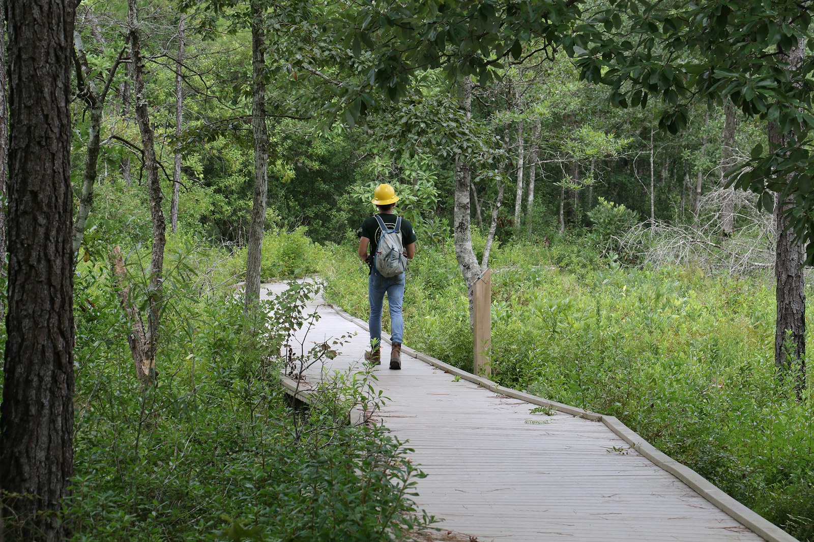 A person wearing a hard hat walks on an elevated wooden platform through a marsh