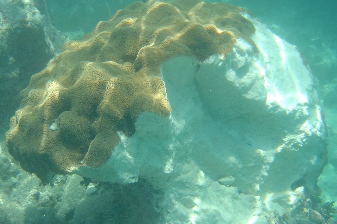 Underwater image of a coral with bleaching - what was an orange-yellow color is now white