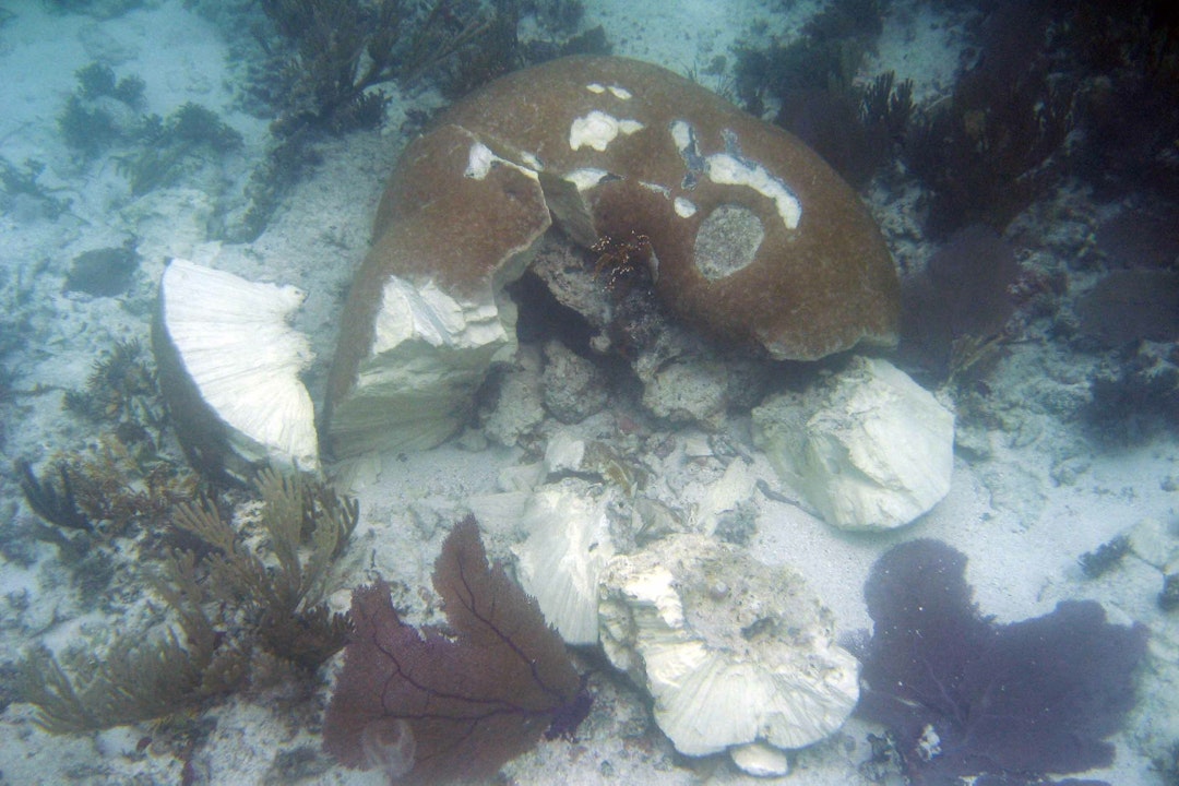 Underwater image of coral that has been broken
