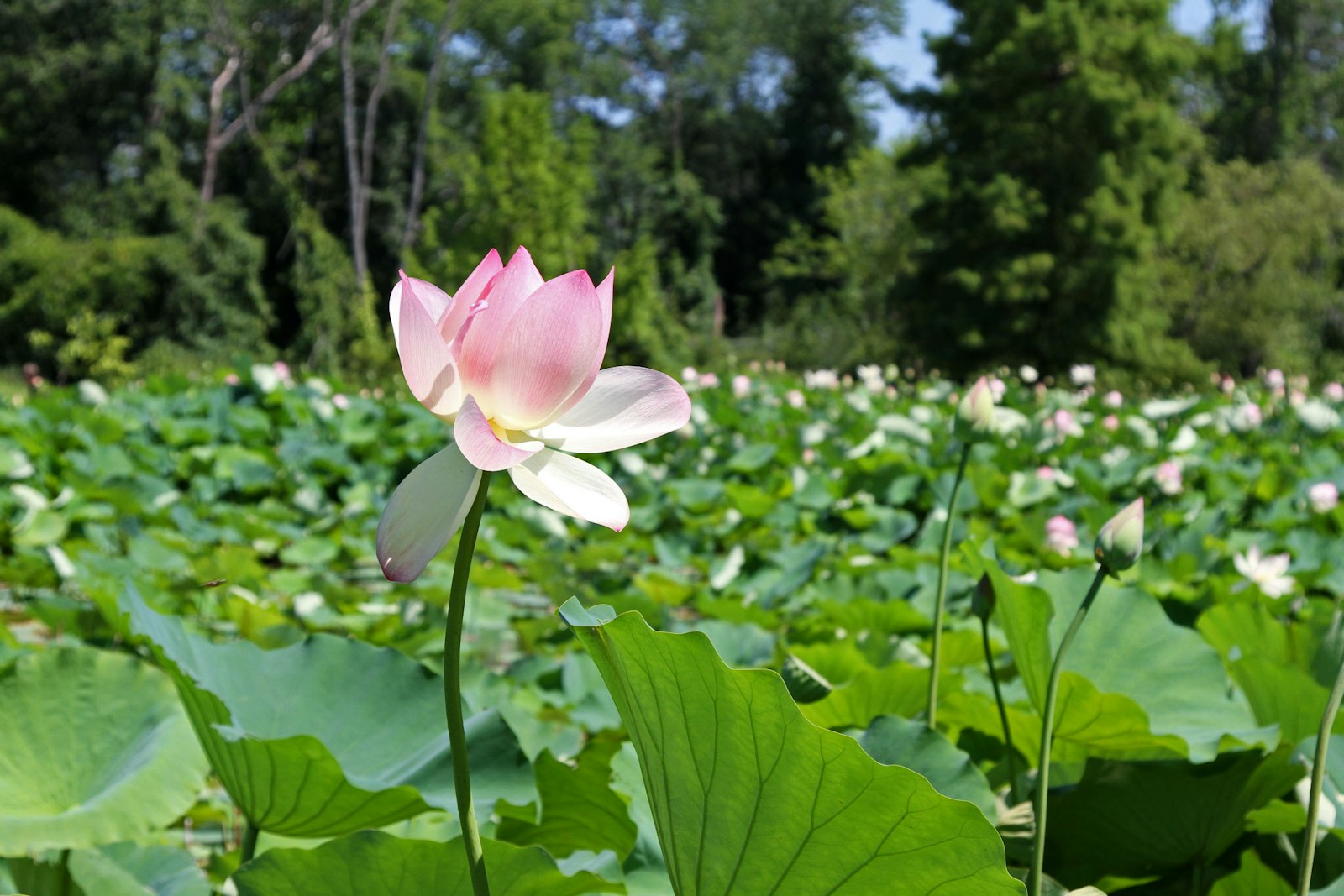Lotus blooms spring up from a still pond