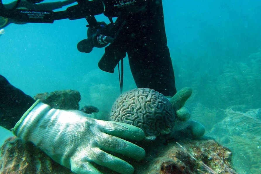 Underwater image of a person reattaching coral to a coral reef