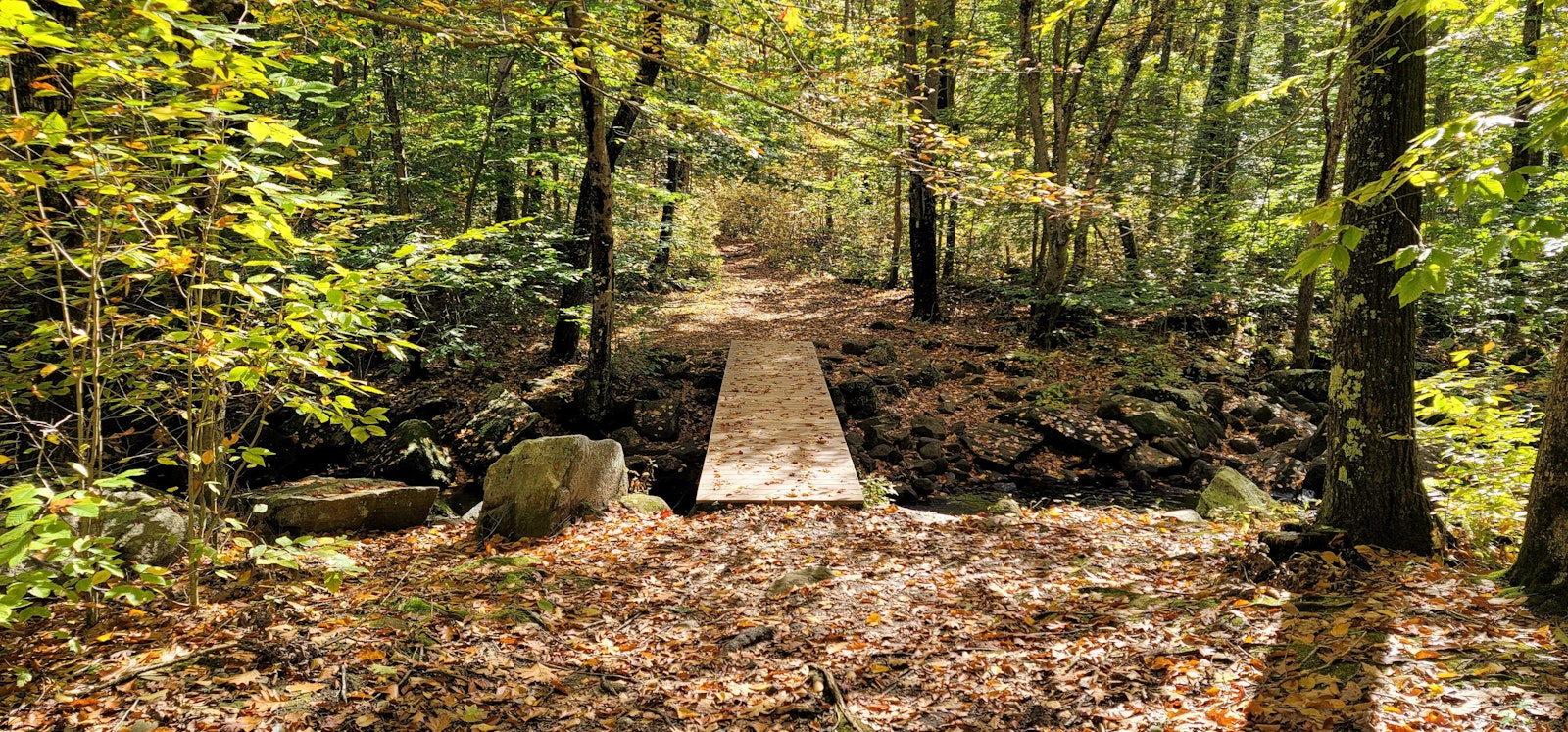 Bridge along a wooded trail