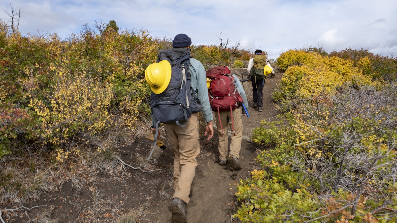 People walk up a dirt path through a field of ground plants. They carry backpacks and hard hats