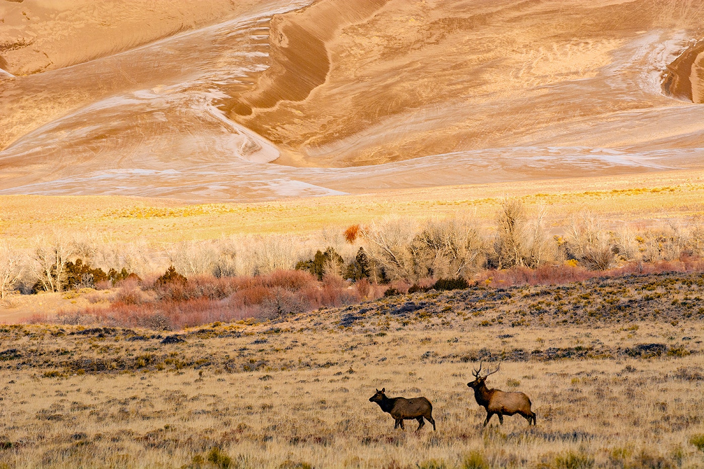 Elk roaming against brown and yellow sand dunes