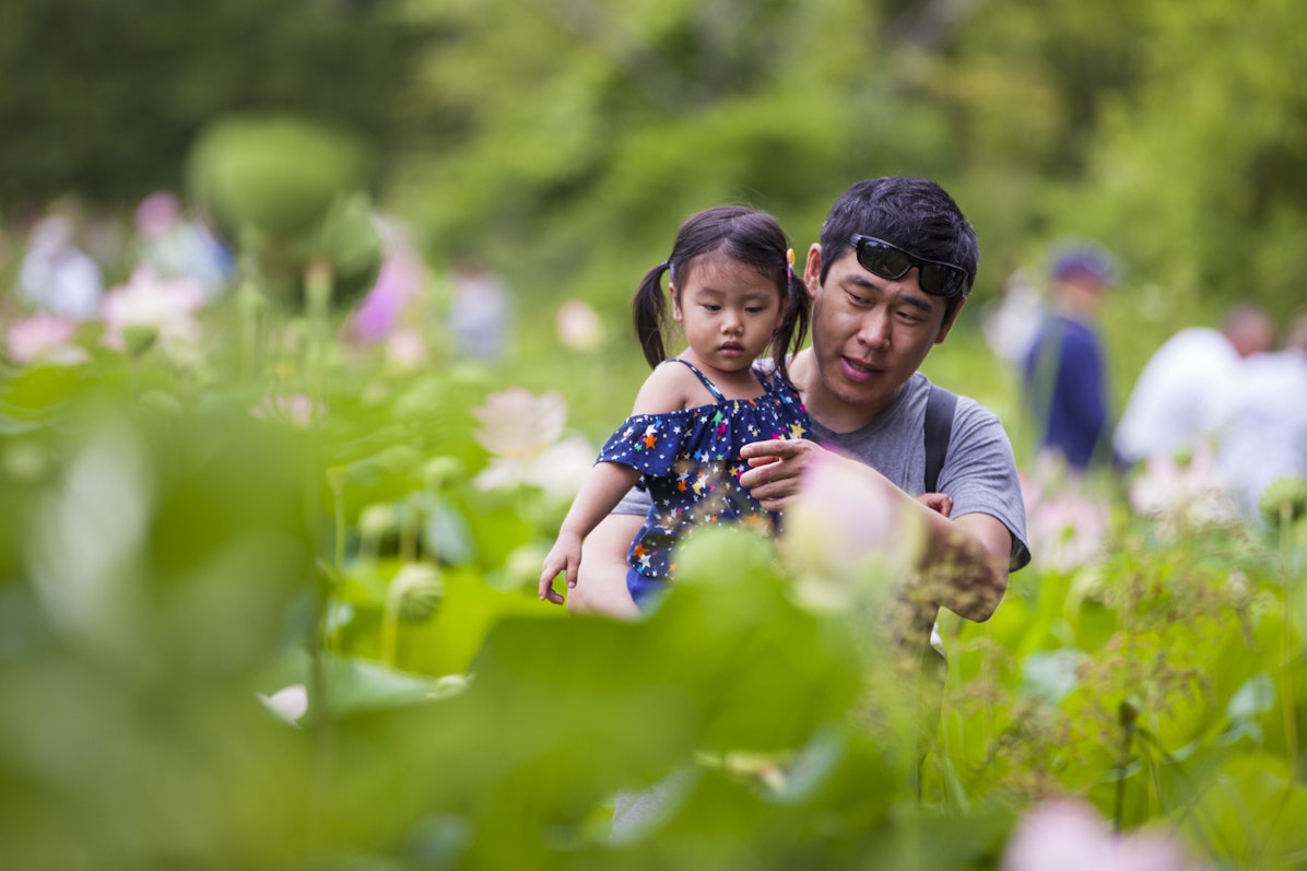 A person lifts a child to get a better look at blooming lotus flowers