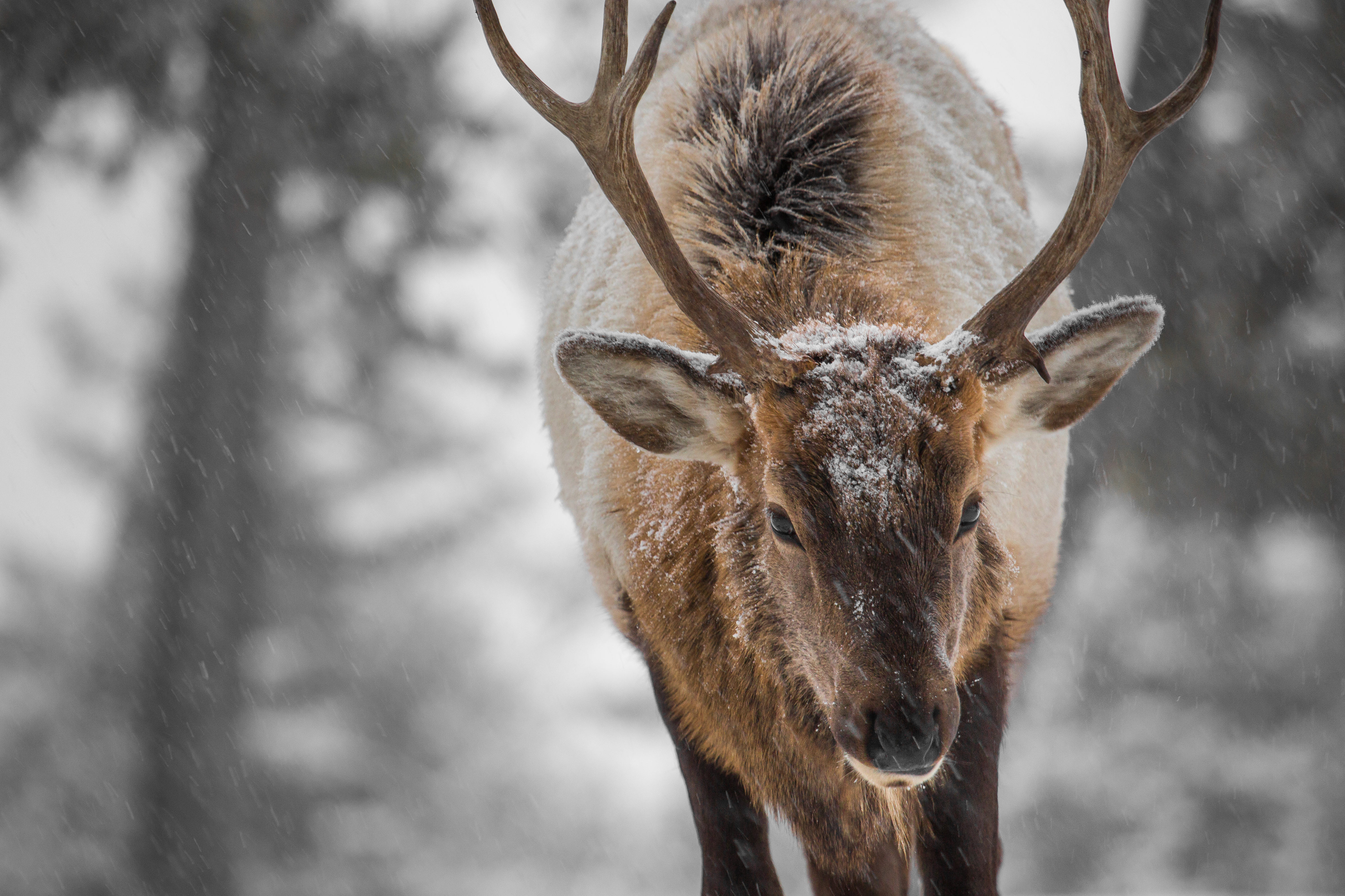 Elk in snow