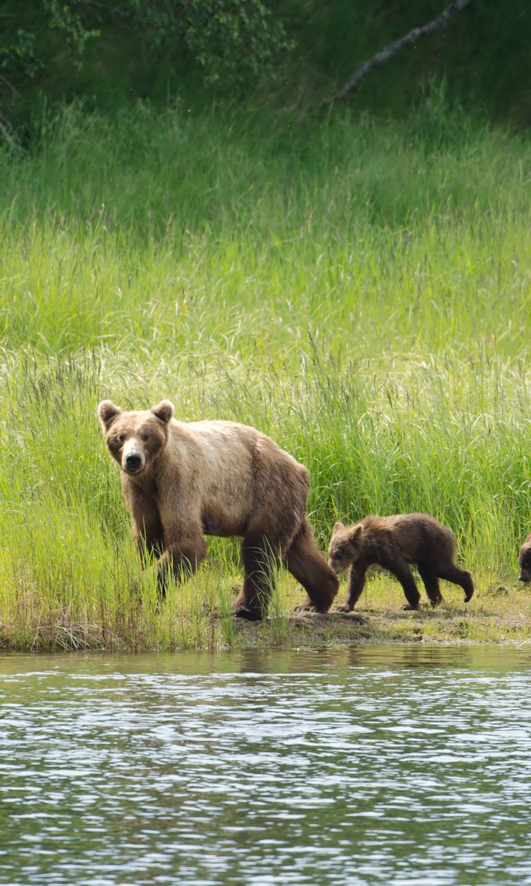 Across a river, a bear and two cubs