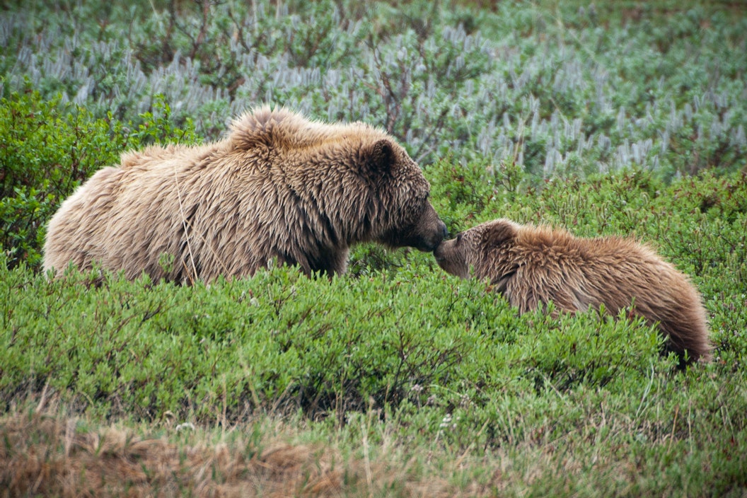 A mama bear and cub touch noses