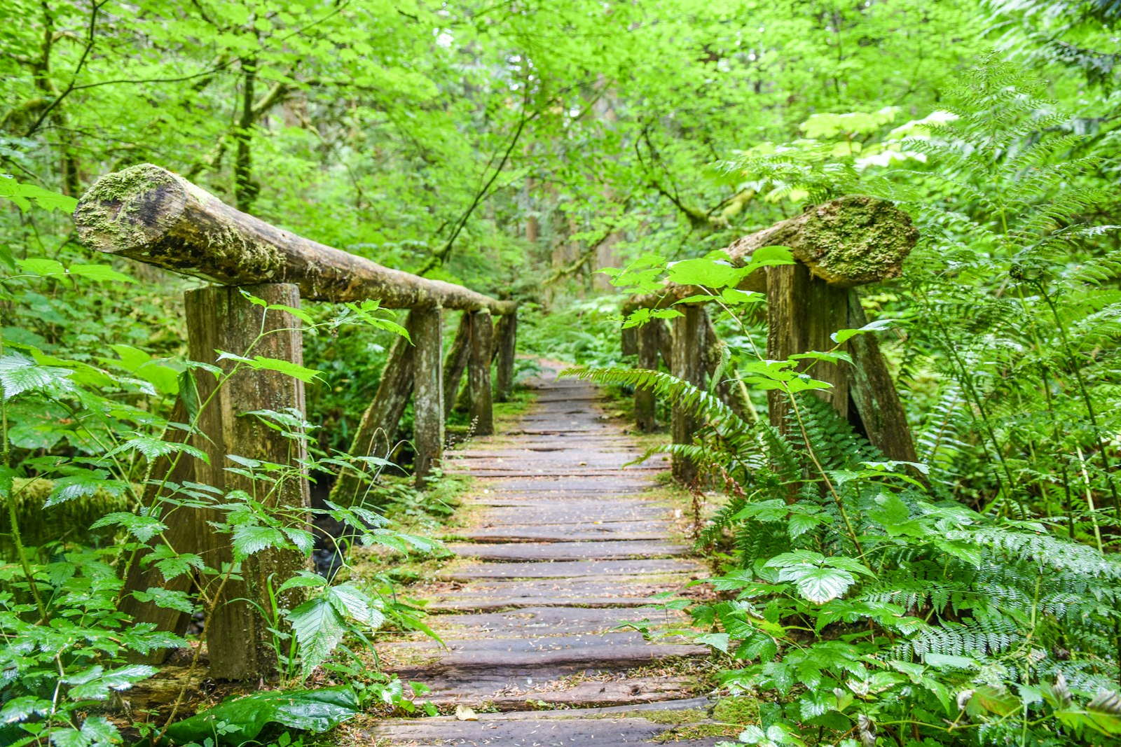 Wooden bridge in a heavily forested area