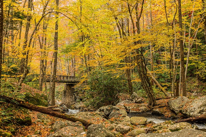 fall landscape - yellow and orange leaves fall onto moss-covered rocks along a small stream. In the mid-distance a wooden footbridge leads across the stream