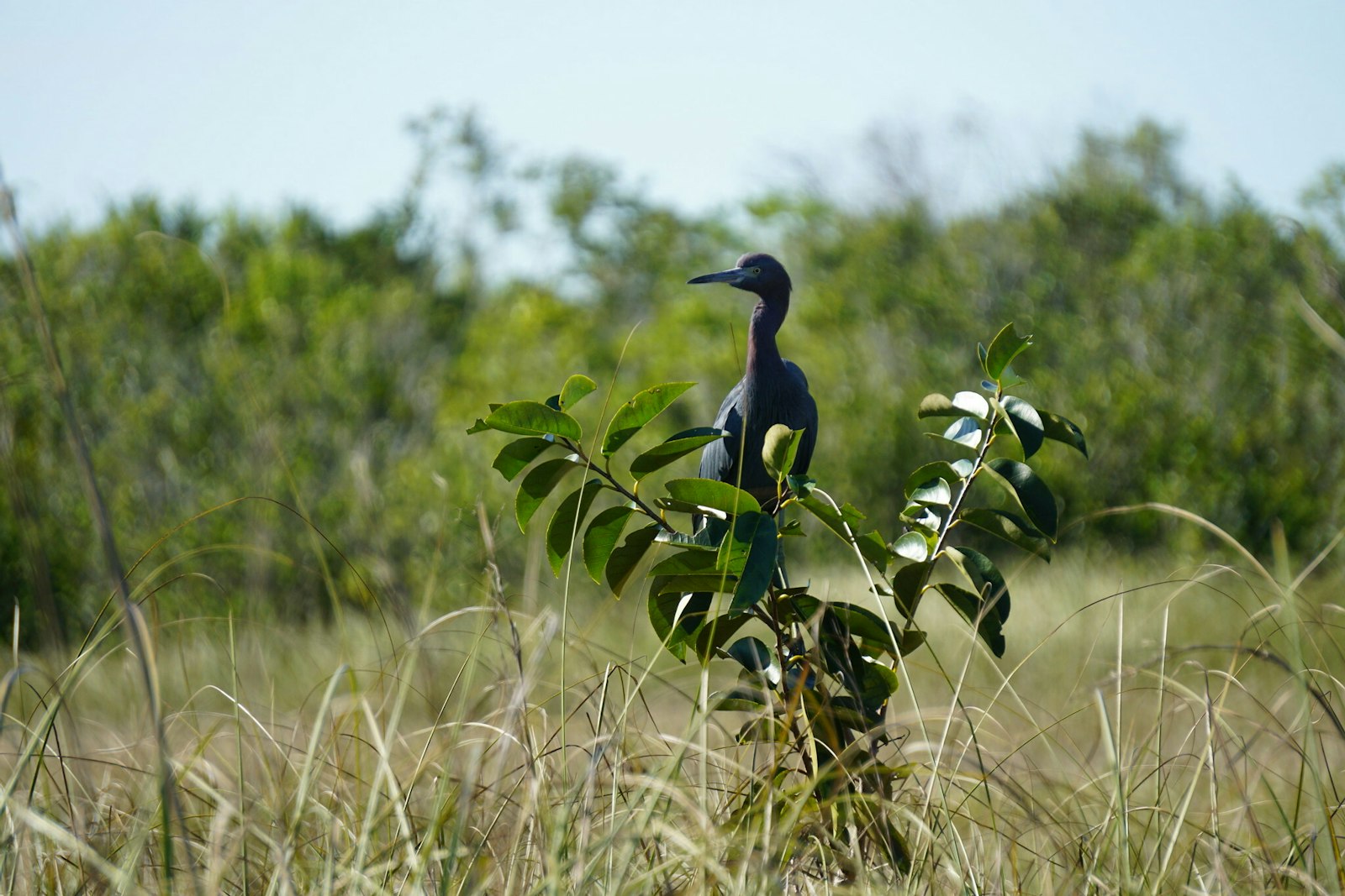 blue heron perched in tall grass